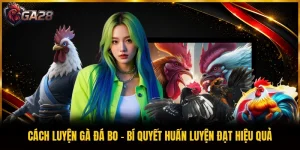 Cách Luyện Gà Đá Bo