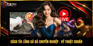 Cách Tỉa Lông Gà Đá Chuyên Nghiệp