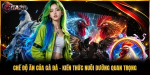 Chế Độ Ăn Của Gà Đá