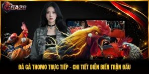 Đá Gà Thomo Trực Tiếp