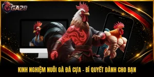 Kinh Nghiệm Nuôi Gà Đá Cựa