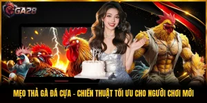 Mẹo Thả Gà Đá Cựa