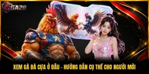 Xem Gà Đá Cựa Ở Đâu